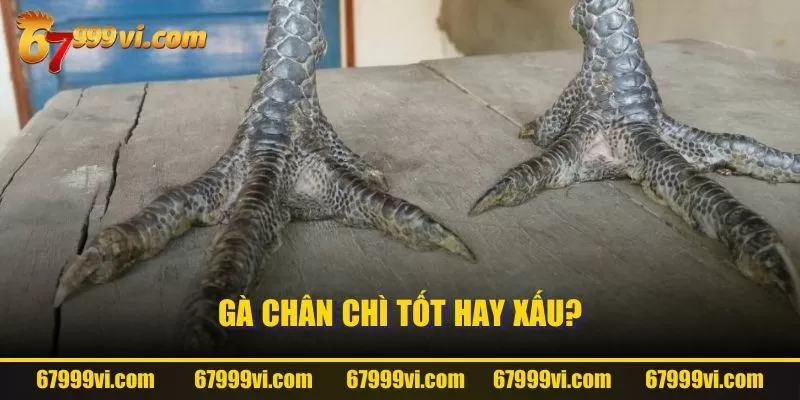 Gà chân chì tốt hay xấu?