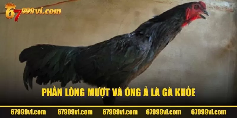 Phần lông mượt và óng ả là gà khỏe