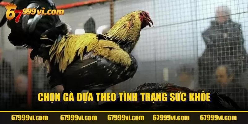 Chọn gà dựa theo tình trạng sức khỏe