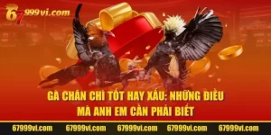 Gà Chân Chì Tốt Hay Xấu