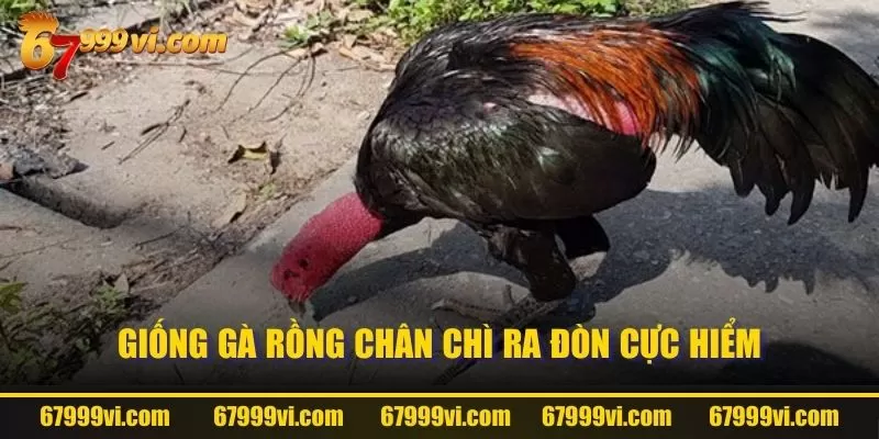 Giống gà rồng chân chì ra đòn cực hiểm