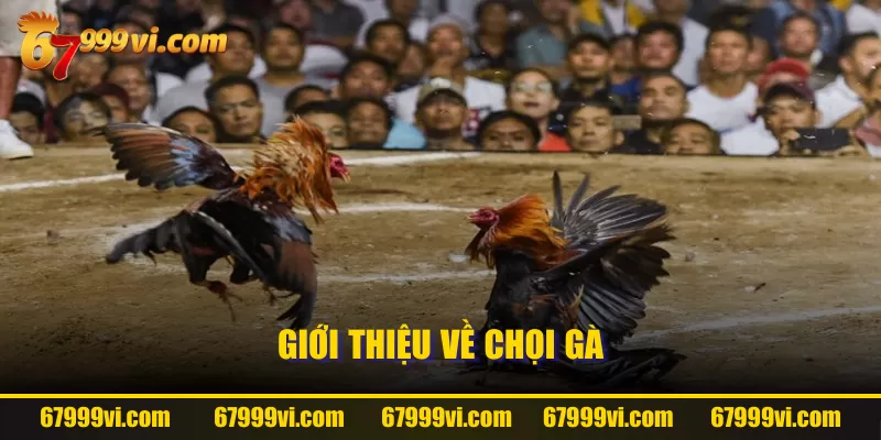 Giới thiệu về chọi gà