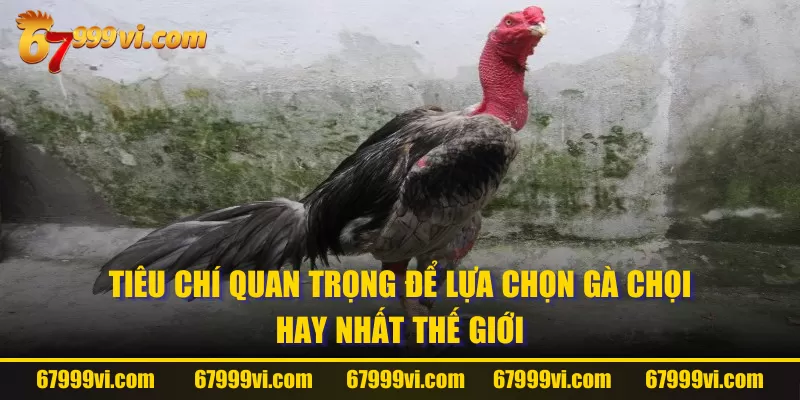 Tiêu chí quan trọng để lựa chọn gà chọi hay nhất thế giới