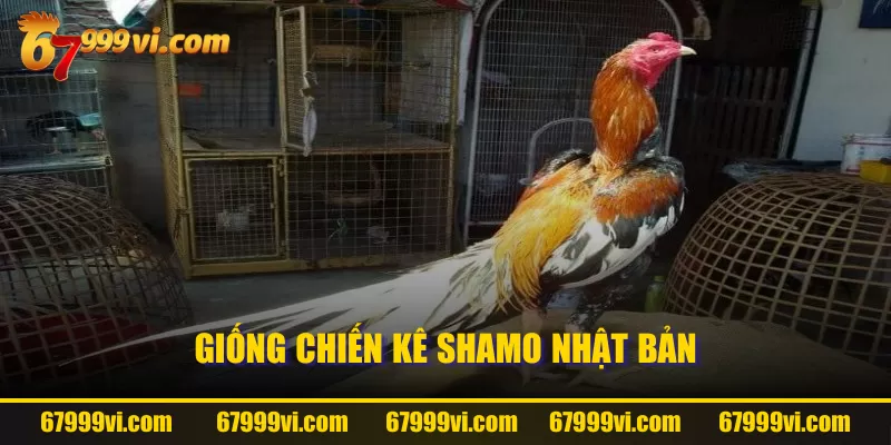 Giống chiến kê Shamo Nhật Bản