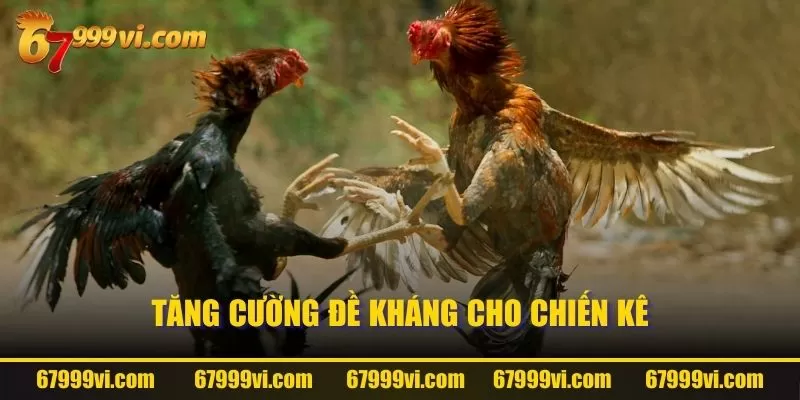 Tăng cường đề kháng cho chiến kê