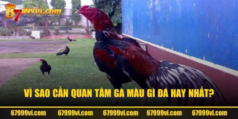 Vì sao cần quan tâm gà màu gì đá hay nhất?