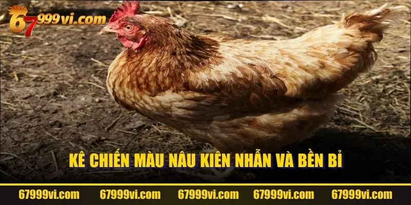 Kê chiến màu nâu kiên nhẫn và bền bỉ