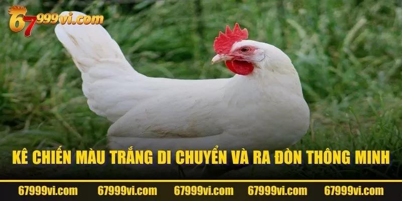 Kê chiến màu trắng di chuyển và ra đòn thông minh