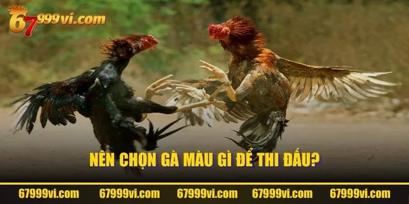 Nên chọn gà màu gì để thi đấu?