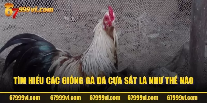 Tìm hiểu các giống gà đá cựa sắt là như thế nào