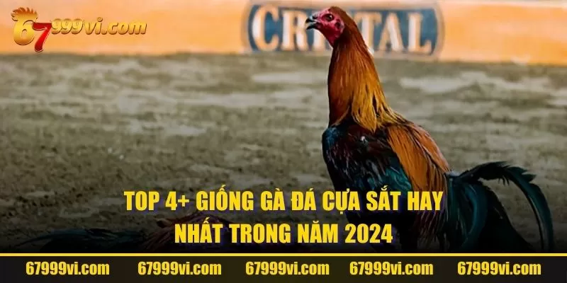 Top 4+ giống gà đá cựa sắt hay nhất trong năm 2024