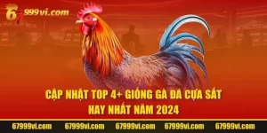 Giống Gà Đá Cựa Sắt Hay Nhất