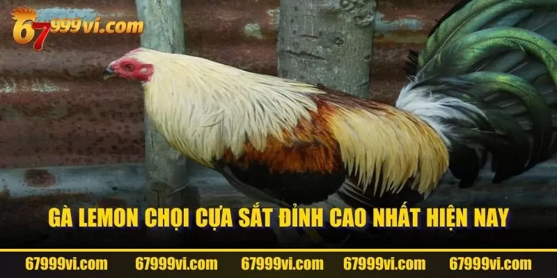 Gà Lemon chọi cựa sắt đỉnh cao nhất hiện nay