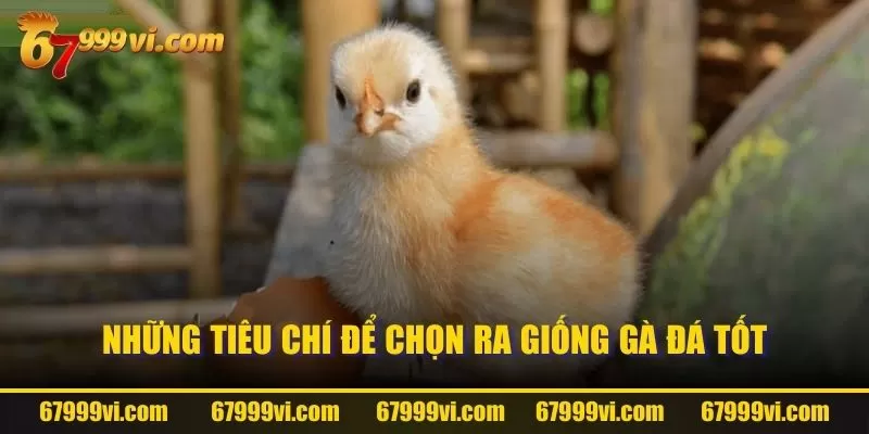 Những tiêu chí để chọn ra giống gà đá tốt