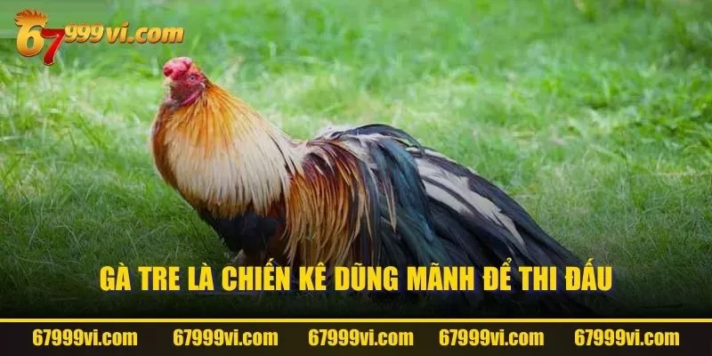 Gà tre là chiến kê dũng mãnh để thi đấu