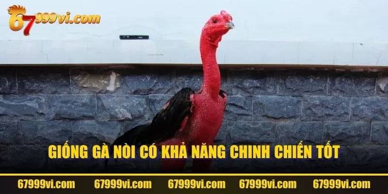 Giống gà nòi có khả năng chinh chiến tốt