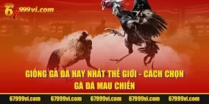 Giống Gà Đá Hay Nhất Thế Giới