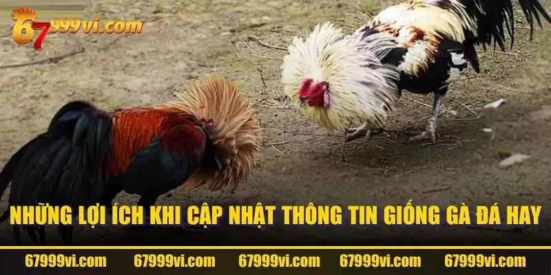 Những lợi ích khi cập nhật thông tin giống gà đá hay