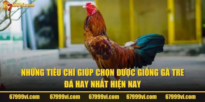 Những tiêu chí giúp chọn được giống gà tre đá hay nhất hiện nay