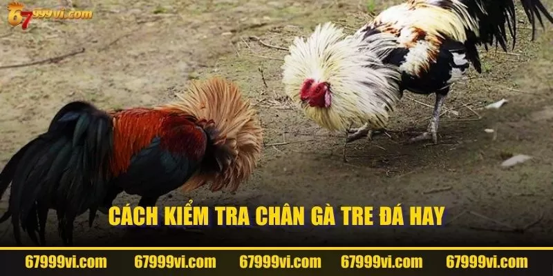 Cách kiểm tra chân gà tre đá hay