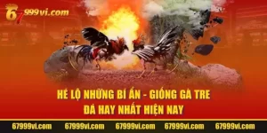 Giống Gà Tre Đá Hay Nhất Hiện Nay