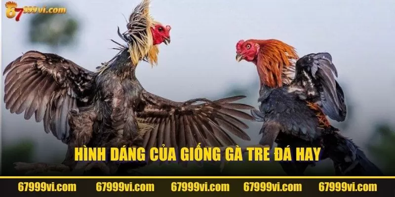 Hình dáng của giống gà tre đá hay