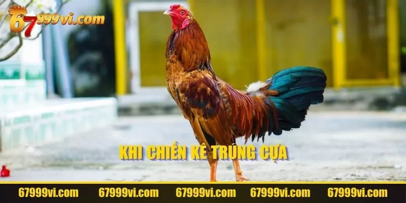 Khi chiến kê trúng cựa