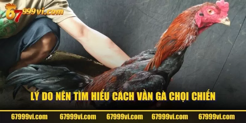 Lý do nên tìm hiểu cách vần gà chọi chiến