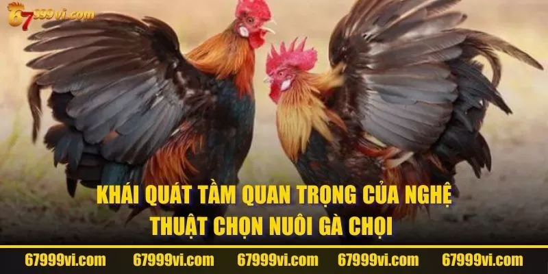 Khái quát tầm quan trọng của nghệ thuật chọn nuôi gà chọi