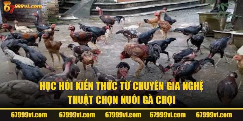 Học hỏi kiến thức từ chuyên gia nghệ thuật chọn nuôi gà chọi