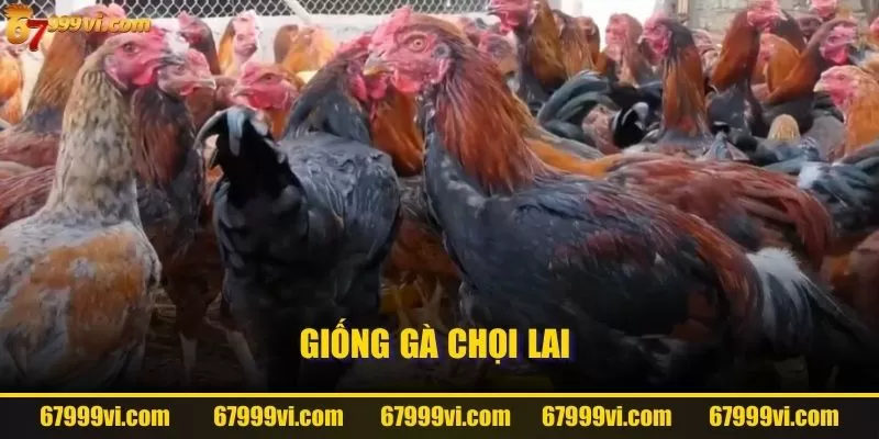 Giống gà chọi lai