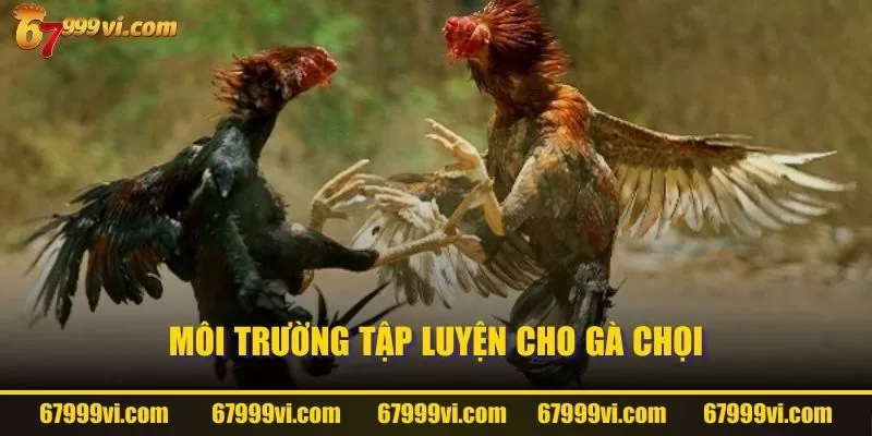 Môi trường tập luyện cho gà chọi