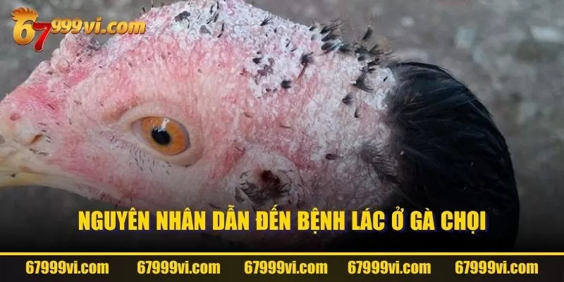 Nguyên nhân dẫn đến bệnh lác ở gà chọi