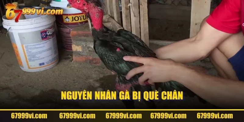 Nguyên nhân gà bị què chân