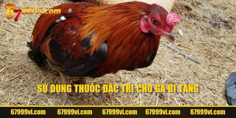 Sử dụng thuốc đặc trị cho gà bị tang