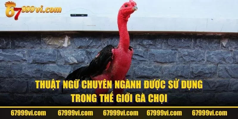 Thuật ngữ chuyên ngành được sử dụng trong thế giới gà chọi