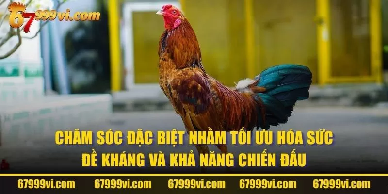 Chăm sóc đặc biệt nhằm tối ưu hóa sức đề kháng và khả năng chiến đấu