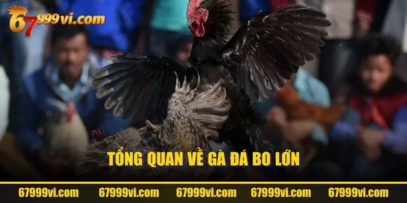 Tổng quan về gà đá bo lớn