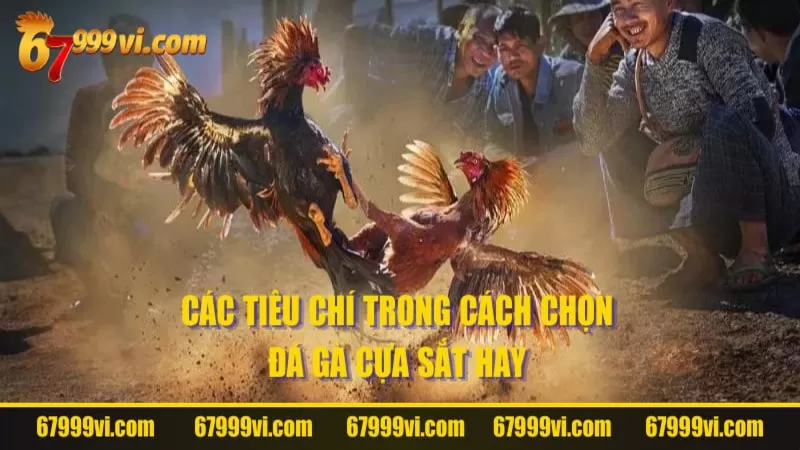 Các tiêu chí trong cách chọn gà đá cựa sắt hay