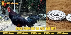 Cách Chọn Gà Đá Cựa Sắt