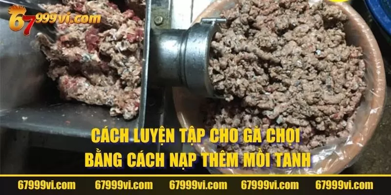 Cách luyện tập cho gà chọi bằng cách nạp thêm mồi tanh