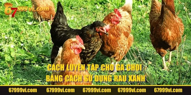 Cách luyện tập cho gà chọi bằng cách sử dụng rau xanh