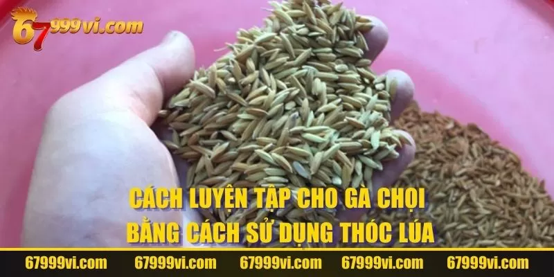 Cách luyện tập cho gà chọi bằng cách sử dụng thóc lúa