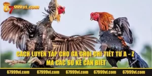 Cách Luyện Tập Cho Gà Chọi