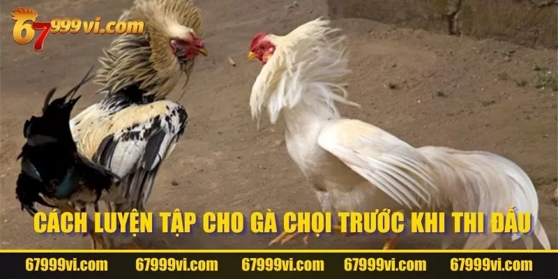 Cách luyện tập cho gà chọi trước khi thi đấu