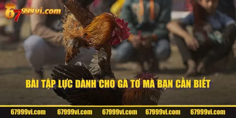 Bài tập lực dành cho gà tơ mà bạn cần biết