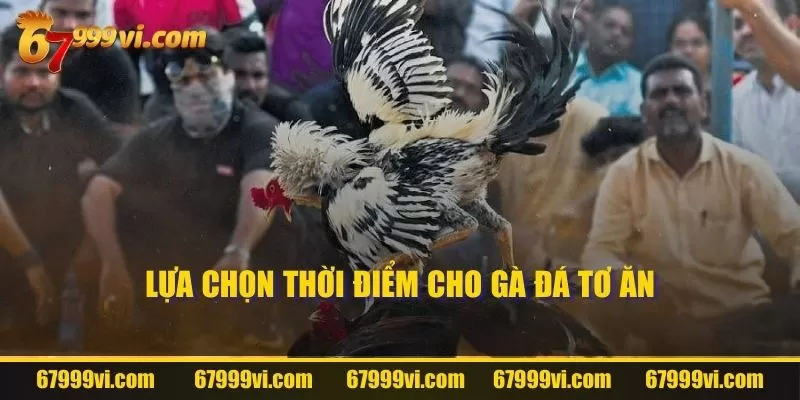 Lựa chọn thời điểm cho gà đá tơ ăn