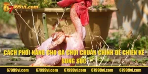 Cách Phơi Nắng Cho Gà Chọi