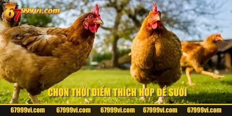 Chọn thời điểm thích hợp để sưởi