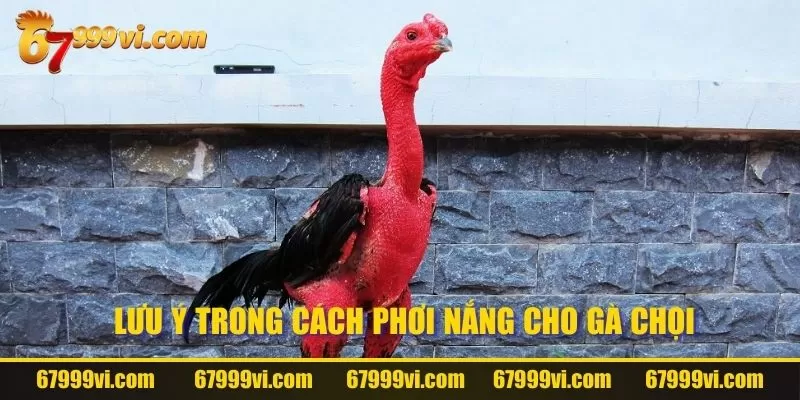 Lưu ý trong cách phơi nắng cho gà chọi